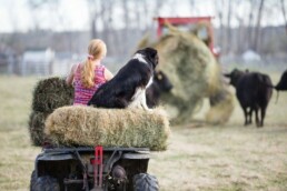 Kerslake ranch, feeding cows with four wheeler and tractor,